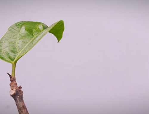 Claude Code最新ニュース2026年03月12日